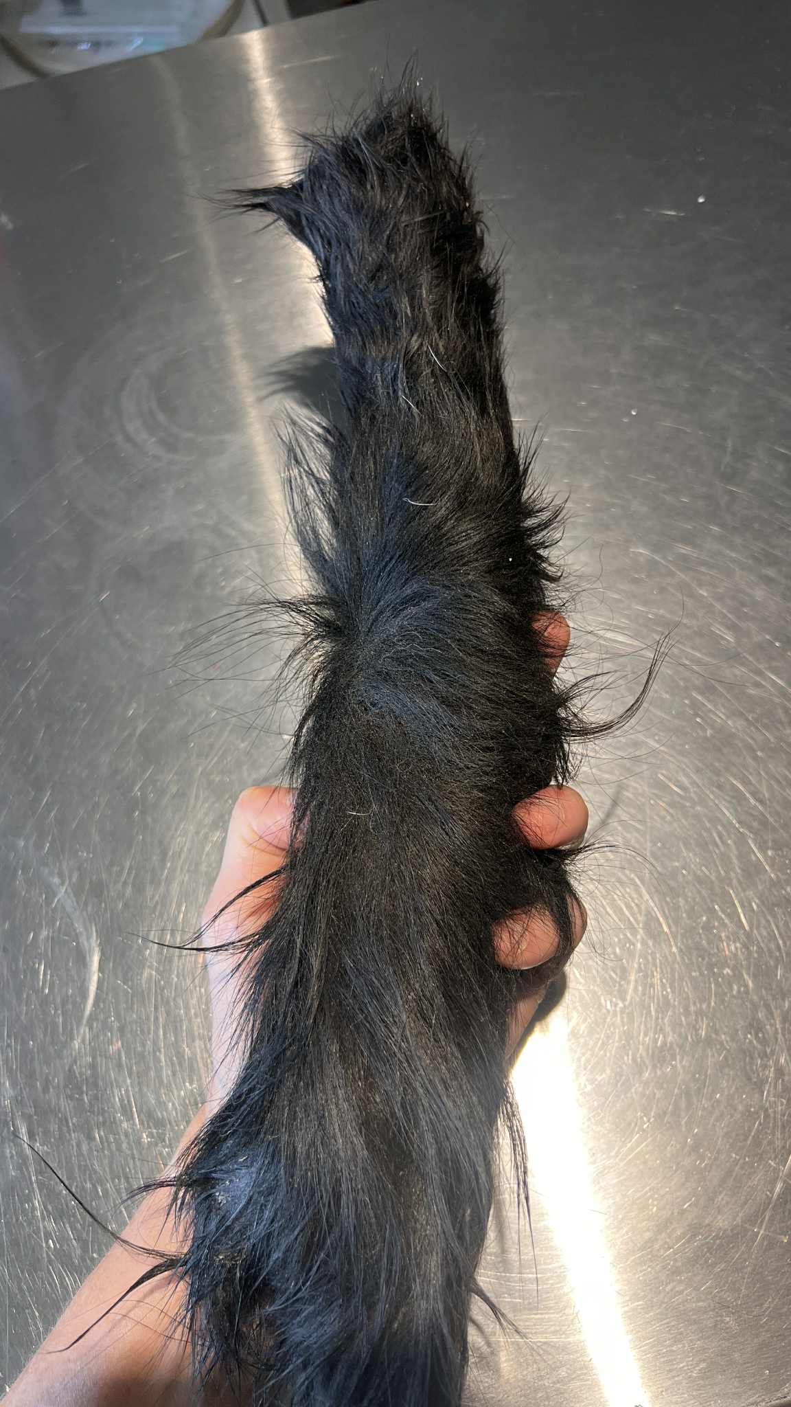 Dehydrated Hairy Cow Hide Dog Chew