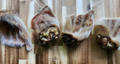 Dehydrated Hairy Hog Ear Dog Chew